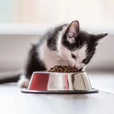 Comida para animais de estimação